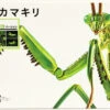 Fujimi Research Series Tenodera Aridifolia Clear Green (Japanese Giant Mantis) Special Version Plastic Model